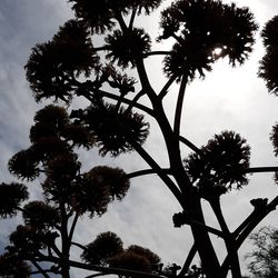 Low angle view of silhouette tree against sky