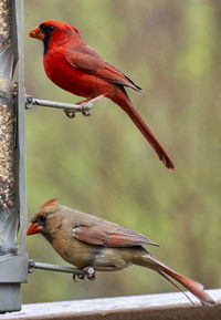 Close-up of sparrow perching on a bird feeder