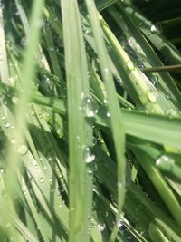 Full frame shot of wet plants