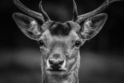 Close-up portrait of deer