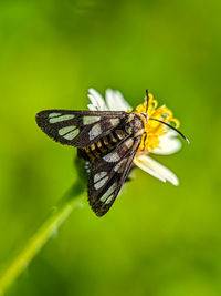 Amata huebneri, the wasp moth. the species was first described by jean baptiste boisduval in 1829.