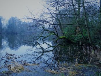 Reflection of bare trees in lake
