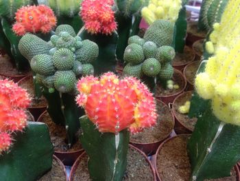 Close-up of cactus flowers blooming outdoors