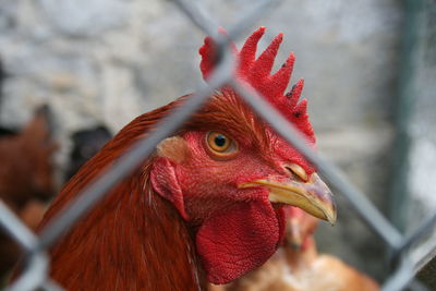 Close-up of rooster