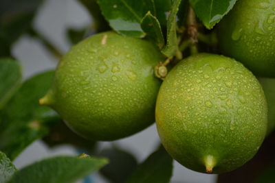 Close-up of fresh green fruits on tree