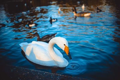 Close-up of swan swimming in lake