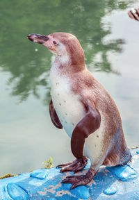 Penguin swimming in lake