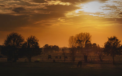 Silhouette trees on field against sky during sunset