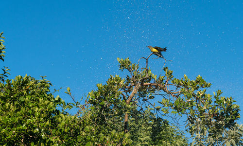 Low angle view of bird perching on tree against clear blue sky