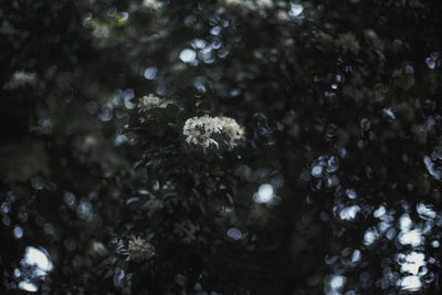 Full frame shot of flowering plant