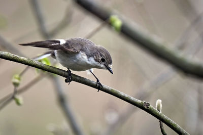 Close-up of bird perching on branch