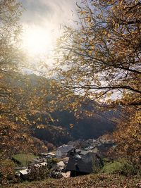 Aerial view of forest during autumn