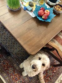 High angle view of dog sitting on table