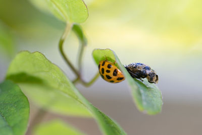 Close-up of ladybug on leaf