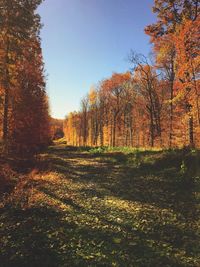 Trees in forest during autumn