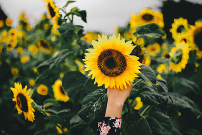 Sun flowers