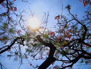 Low angle view of flowering tree against sky