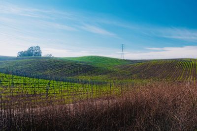 Scenic view of agricultural field against sky