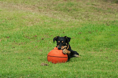 Portrait of dog on grassy field