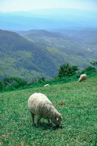 Sheep grazing on field