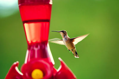 Close-up of bird flying