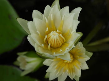 Close-up of white rose flower against black background