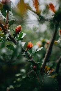 Close-up of berries growing on tree