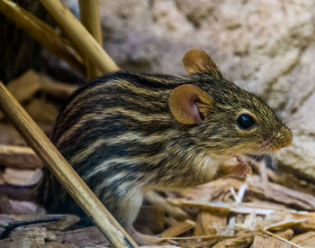 Close-up of an animal