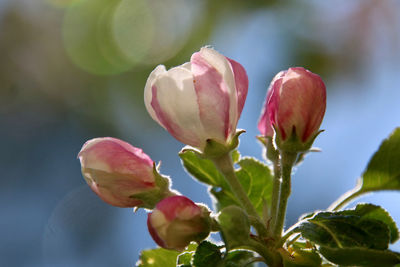 Close-up of pink flowering plant