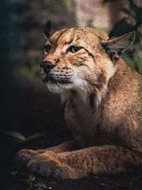 Close-up of big cat looking away while lying in forest