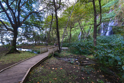 Scenic view of forest