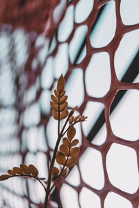 Close-up of dry leaf on tree