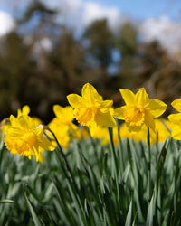 Close-up of yellow flowering plant on field