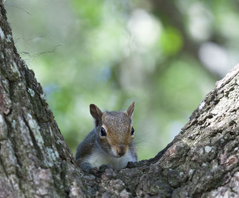 Close-up of squirrel on tree trunk