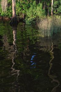 Scenic view of lake in forest