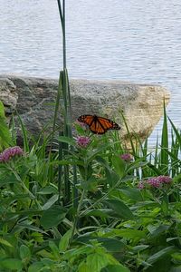 Close-up of butterfly pollinating on flower