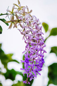 Close-up of purple flowering plant