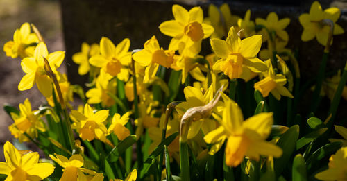 Yellow daffodils flowering in a graveyard