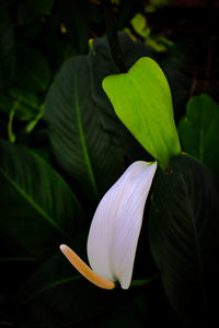 Close-up of flowering plant