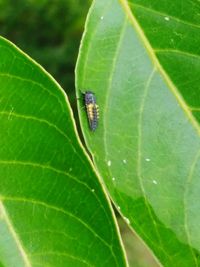 Close-up of insect on leaf
