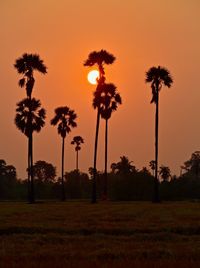 Silhouette palm trees on field against sky during sunset