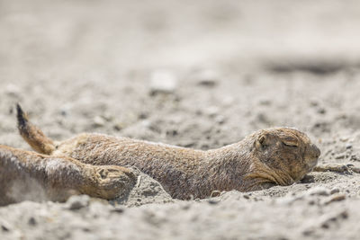 Close-up of marmots in sand