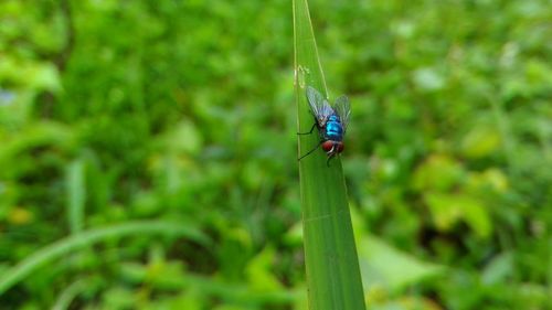 Close-up of damselfly on web