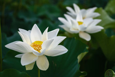 Close-up of white water lily