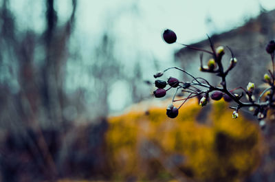 Close-up of fruit growing on tree