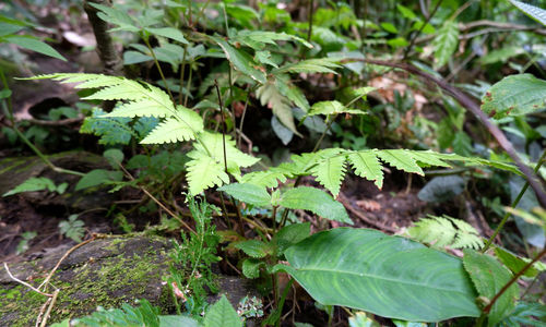 High angle view of leaves on field in forest