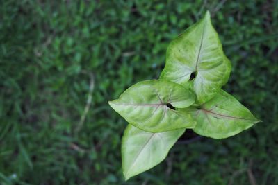 Close-up of green leaf on plant