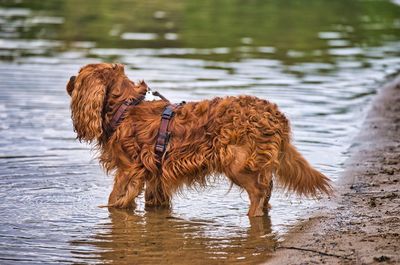 Dog standing in a lake