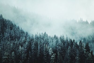 Panoramic view of pine trees against sky during winter