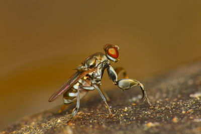 Close-up of housefly